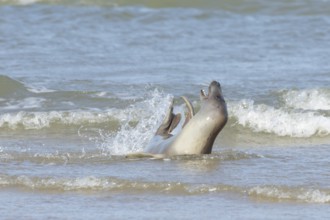 Common seal (Phoca vitulina) adult animal playing in the surf of the sea, Norfolk, England, United