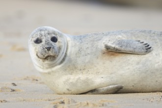 Common seal (Phoca vitulina) adult animal relaxing on a seaside beach, Norfolk, England, United