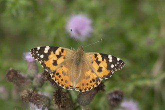 Painted lady (Vanessa cardui) butterfly feeding on a Creeping thistle flower in the summer,