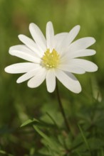 Blue anemone (Anemone apennina var. albiflora), flower, garden plant, North Rhine-Westphalia,