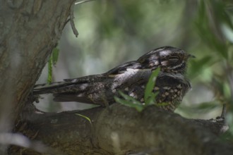 Very rarely seen Little Nightjar (Setopagis parvula), spends the day sleeping in the bushes,