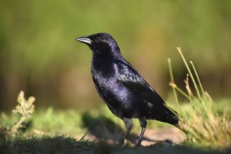 Male shiny cowbird (Molothrus bonariensis), Buenos Aires, Argentina, South America