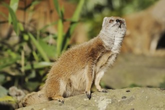 Yellow mongoose (Cynictis penicillata), captive, occurrence in Africa