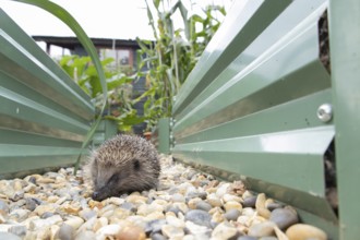 European hedgehog (Erinaceus europaeus) adult animal walking between two garden raised beds,