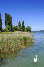 Marina, shore near Mittelzell, Reichenau Island on Lake Constance, Baden-Württemberg, Germany,