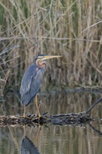 Purple heron (Ardea purpurea) at the water's edge, Baden-Württemberg, Germany, Europe