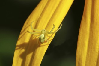 Goldenrod crab spider (Misumena vatia), well camouflaged on a flower of the yellow coneflower