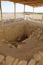 Skeletons in an open grave, Chauchilla burial ground or desert cemetery, Ica region, Nazca