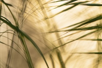 Play of light in the reeds, wind, dynamics, movement, Lake Dümmer, Lembruch, Lower Saxony, Germany,