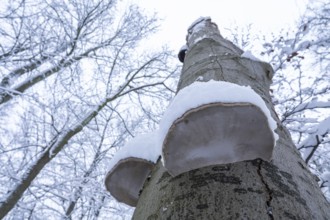 Dead copper beech (Fagus sylvatica) and fruiting bodies of tinder fungus (Fomes fomentarius)