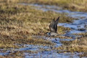 Long-tailed jaeger (Stercorarius longicaudus), adult bird in a bog landscape, Varanger, Finnmark,