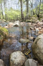 Yellow-black fire salamander (Salamandra salamandra terrestris) in the Ilse stream bed, stony river