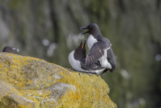 Razorbill (Alca torda), copulation, Latrabjarg, Westfjords, Iceland, Europe