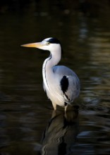 Grey heron (Ardea cinerea cinerea) stands elegantly in the dark water of a lake, contrasting