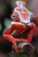 Panther chameleon (Furcifer pardalis), Germany, Europe