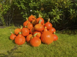 A pile of orange pumpkins lying on the grass in the sunny garden, Hokkaido pumpkin, Velten,