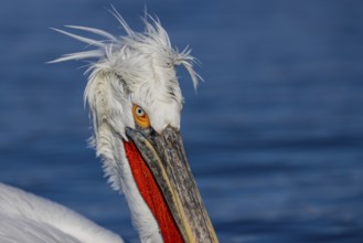 Dalmatian Pelican (Pelecanus crispus), portrait, red throat pouch, Lake Kerkini, Greece, Europe