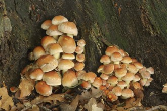 Brick Red Sulphur Head (Hypholoma lateritium, Hypholoma sublateritium), North Rhine-Westphalia,