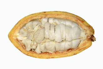 Cocoa tree (Theobroma cacao), halved cocoa fruit with pulp