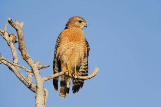 Red-shouldered Hawk (Buteo lineatus), Everglades National Park, Florida, USA, North America