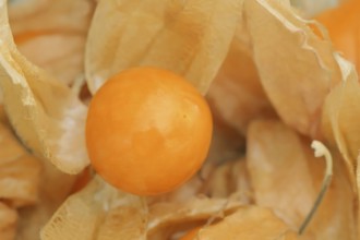 Cape gooseberry or Andean berry (Physalis peruviana), fruit