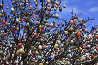 Many colourful Easter eggs on a tree, Easter custom (date unknown)