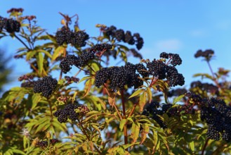 Black elder (Sambucus) in front of a clear blue sky, surrounded by green leaves, Romania, Europe