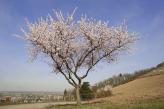 Flowering almond tree (Prunus dulcis, Prunus amygdalus), Hessische Bergstrasse, Hesse, Germany,