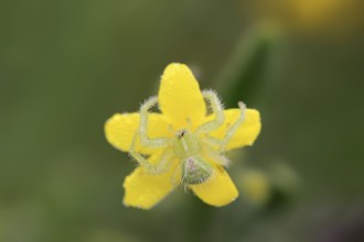 Tirangel crab spider (Heriaeus graminicola), crab spider on a flower of shrubby jasmine