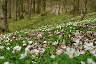 Wood anemone (Anemone nemorosa), Germany, Europe