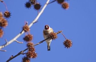 European goldfinch (Carduelis carduelis) in an amber tree, winter, Saxony, Germany, Europe