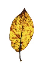 Autumn-coloured leaf of a walnut (Juglans regia), tree, free-standing, Vechta, Lower Saxony,