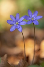 Liverwort, (Anemone hepatica), flower, early bloomer, plant, Steinhagen, Lower Saxony, Germany,