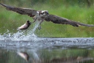 Western osprey (Pandion haliaetus) hunting with a trout, Aviemore, Scotland, Great Britain