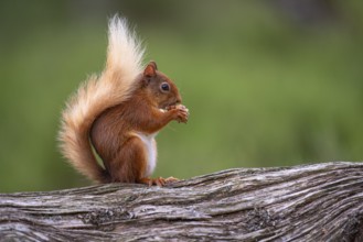 Squirrel (Sciurus), forest, Aviemore, Scotland, Great Britain