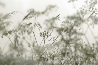 Umbellifer (Apiaceae) and true grasses (Poaceae) with morning dew in the fog, North