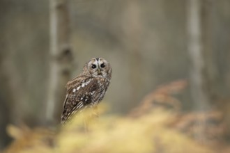 Tawny owl (Strix aluco) adult bird on a tree stump in a woodland in the autumn, England, United