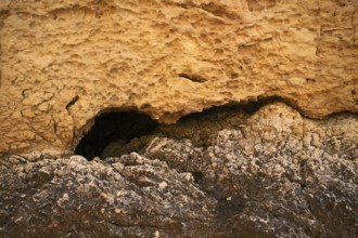 Shell limestone, fossilised shells on the beach, Praia da Dona Ana, Lagos, cliffs, Atlantic Ocean,