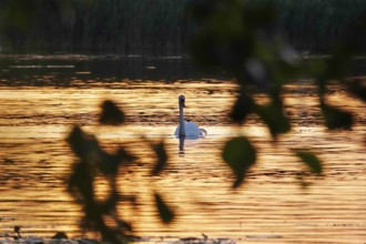 Upper Lusatian Heath and Pond Landscape, Swan, June, Saxony, Germany, Europe