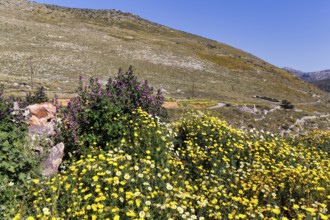 Dyer's chamomile at Cape Tenaro, dyer's chamomile in spring, trail at the southern tip of the