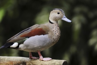 Ringed teal (Callonetta leucophrys), male, North Rhine-Westphalia, Germany, native to South