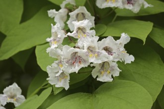 Common trumpet tree (Catalpa bignonioides, Catalpa syringifolia), flowers, ornamental tree, North