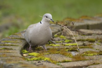 Collared dove (Streptopelia decaocto) adult bird with a stick for nesting material in its beak,