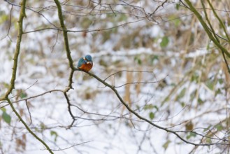 Common kingfisher (Alcedo atthis), Germany, Europe