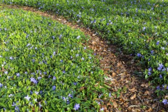 Lesser periwinkle (Vinca minor), Apocynaceae, forest edge, hiking trail, Rauer Stein, Irndorf,