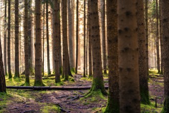 Sunbeams fall into a pine forest and create a calming ambience, Unterhaugstett, Black Forest,