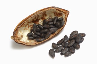 Cocoa tree (Theobroma cacao), halved cocoa fruit with cocoa beans