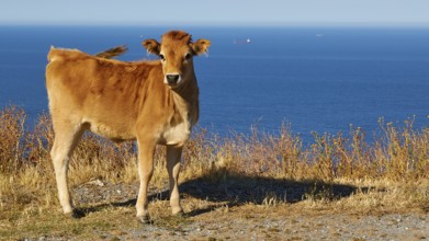 Young cattle in a meadow near the coast on a sunny day, farm animals, Mani Peninsula, Peloponnese,