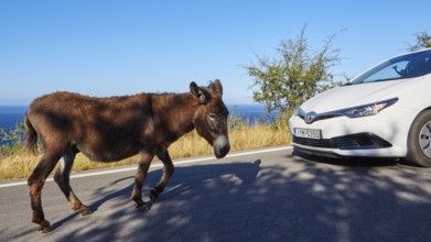 A donkey looking at a white car at the roadside, farm animals, Mani Peninsula, Peloponnese, Greece,