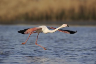 Greater flamingo (Phoenicopterus roseus) taking off, Camargue, Provence, southern France